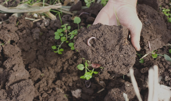 Farming Carbon